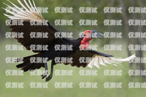 訓(xùn)鳥外呼系統(tǒng)，助力鳥類訓(xùn)練的創(chuàng)新工具飛鳥外呼