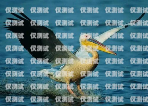 訓(xùn)鳥外呼系統(tǒng)，助力鳥類訓(xùn)練的創(chuàng)新工具飛鳥外呼