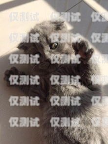 藍貓電銷卡激活要錢嗎？多少錢？藍貓電銷卡激活要錢嗎多少錢一張