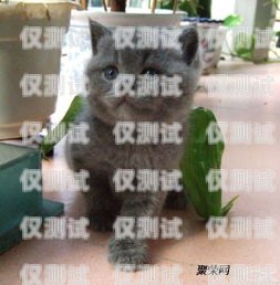 藍貓電銷卡激活要錢嗎？藍貓電銷卡激活要錢嗎安全嗎